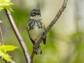 Yellow-rumped Warbler (Myrtle) - Gatling Point Rec Area (36.5575,-87.9038), Stewart, Tennessee, 4/14/2025