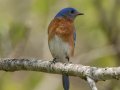 Eastern Bluebird - Dyers Creek Recreation Area, Stewart, Tennessee, 4/14/2025