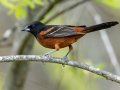 Orchard Oriole - Dyers Creek Recreation Area, Stewart, Tennessee, 4/14/2025