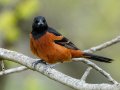 Orchard Oriole - Dyers Creek Recreation Area, Stewart, Tennessee, 4/14/2025