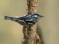 Black-and-white Warbler  - Dyers Creek Recreation Area, Stewart, Tennessee, 4/12/2025