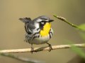Yellow-throated Warbler - Gatling Point Rec Area (36.5575,-87.9038), Stewart, Tennessee, 4/12/2025