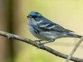 Cerulean Warbler - Gatling Point Rec Area (36.5575,-87.9038), Stewart, Tennessee, 4/15/2025