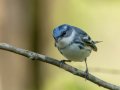Cerulean Warbler - Gatling Point Rec Area (36.5575,-87.9038), Stewart, Tennessee, 4/15/2025