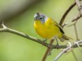 Nashville Warbler - Gatling Point Rec Area (36.5575,-87.9038), Stewart, Tennessee, 4/15/2025