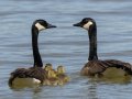 Canada Goose - Gatling Point Rec Area (36.5575,-87.9038), Stewart, Tennessee, 4/15/2025