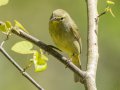 Orange-crowned Warbler - Gatling Point Rec Area (36.5575,-87.9038), Stewart, Tennessee, 4/15/2025