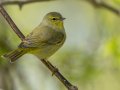 Orange-crowned Warbler - Gatling Point Rec Area (36.5575,-87.9038), Stewart, Tennessee, 4/15/2025