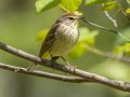 Palm Warbler - Gatling Point Rec Area (36.5575,-87.9038), Stewart, Tennessee, 4/15/2025