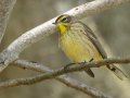 Palm Warbler - Gatling Point Rec Area (36.5575,-87.9038), Stewart, Tennessee, 4/15/2025