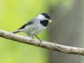 Carolina Chickadee - Barkley WMA, Stewart, Tennessee, 4/19/2025