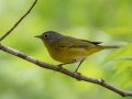 Nashville Warbler - Barkley WMA, Stewart, Tennessee, 4/19/2025