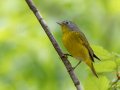 Nashville Warbler - Barkley WMA, Stewart, Tennessee, 4/19/2025