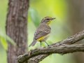 Palm Warbler - Barkley WMA, Stewart, Tennessee, 4/19/2025