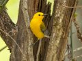 Prothonotary Warbler - Barkley WMA, Stewart, Tennessee, 4/19/2025