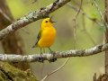 Prothonotary Warbler - Barkley WMA, Stewart, Tennessee, 4/19/2025