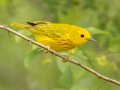 Yellow Warbler - Barkley WMA, Stewart, Tennessee, 4/19/2025