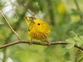 Yellow Warbler - Barkley WMA, Stewart, Tennessee, 4/19/2025