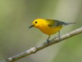 Prothonotary Warbler - Gatling Point Rec Area (36.5575,-87.9038), Stewart, Tennessee, 4/16/2025