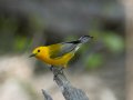 Prothonotary Warbler - Gatling Point Rec Area (36.5575,-87.9038), Stewart, Tennessee, 4/16/2025