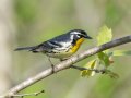 Yellow-throated Warbler - Gatling Point Rec Area (36.5575,-87.9038), Stewart, Tennessee, 4/16/2025