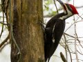 Pileated Woodpecker - Barkley WMA, Stewart, Tennessee, 4/17/2025