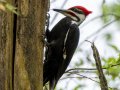 Pileated Woodpecker - Barkley WMA, Stewart, Tennessee, 4/17/2025