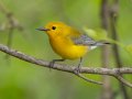 Prothonotary Warbler - Barkley WMA, Stewart, Tennessee, 4/21/2025