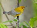 Prothonotary Warbler - Barkley WMA, Stewart, Tennessee, 4/21/2025