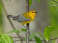Prothonotary Warbler - Barkley WMA, Stewart, Tennessee, 4/21/2025
