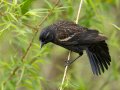 Red-winged Blackbird - Barkley WMA, Stewart, Tennessee, 4/21/2025