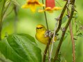 Blue-winged Warbler - Barkley WMA, Stewart, Tennessee, 4/21/2025
