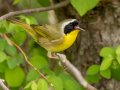 Common Yellowthroat - Barkley WMA, Stewart, Tennessee, 4/21/2025
