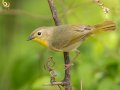 Common Yellowthroat - Barkley WMA, Stewart, Tennessee, 4/21/2025