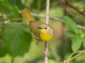 Common Yellowthroat - Barkley WMA, Stewart, Tennessee, 4/21/2025
