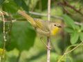 Common Yellowthroat - Barkley WMA, Stewart, Tennessee, 4/21/2025