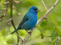 Indigo Bunting - Barkley WMA, Stewart, Tennessee, 4/21/2025