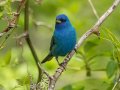 Indigo Bunting - Barkley WMA, Stewart, Tennessee, 4/21/2025