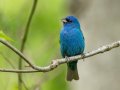 Indigo Bunting - Barkley WMA, Stewart, Tennessee, 4/21/2025