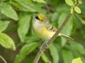 White-eyed Vireo - Barkley WMA, Stewart, Tennessee, 4/21/2025