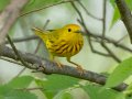 Yellow Warbler - Barkley WMA, Stewart, Tennessee, 4/21/2025