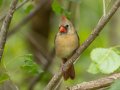 Northern Cardinal - Barkley WMA, Stewart, Tennessee, 4/21/2025