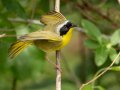 Common Yellowthroat - Barkley WMA, Stewart, Tennessee, 4/21/2025