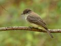 Eastern Phoebe - 1268 The Trace, Dover US-TN 36.53566, -87.91970, Stewart, Tennessee, 4/23/2025