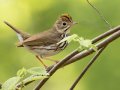 Ovenbird - 1268 The Trace, Dover US-TN 36.53566, -87.91970, Stewart, Tennessee, 4/23/2025