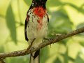 Rose-breasted Grosbeak - 1268 The Trace, Dover US-TN 36.53566, -87.91970, Stewart, Tennessee, 4/23/2025