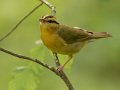 Worm-eating Warbler - 1268 The Trace, Dover US-TN 36.53566, -87.91970, Stewart, Tennessee, 4/23/2025