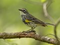 Yellow-rumped Warbler - 1268 The Trace, Dover US-TN 36.53566, -87.91970, Stewart, Tennessee, 4/23/2025