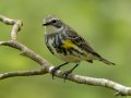 Yellow-rumped Warbler - 1268 The Trace, Dover US-TN 36.53566, -87.91970, Stewart, Tennessee, 4/23/2025