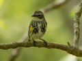 Yellow-rumped Warbler - 1268 The Trace, Dover US-TN 36.53566, -87.91970, Stewart, Tennessee, 4/23/2025